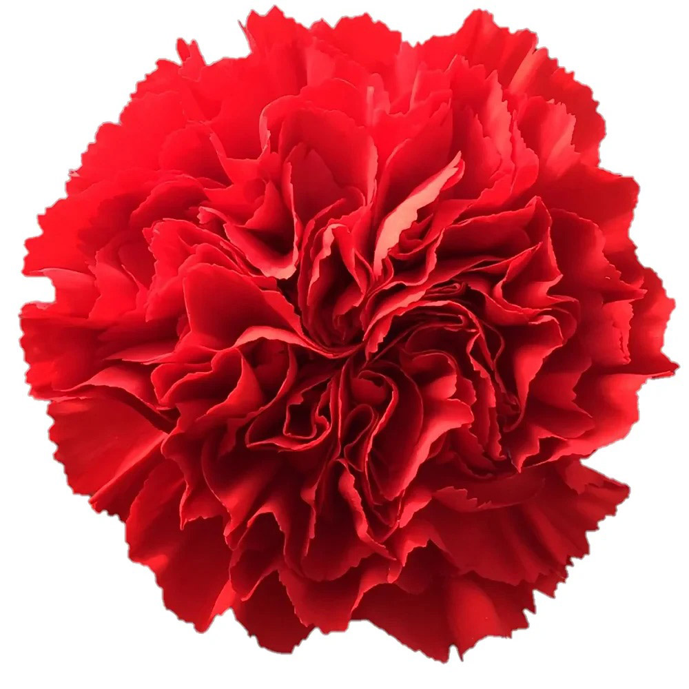 Breeders - Variedades de dianthus